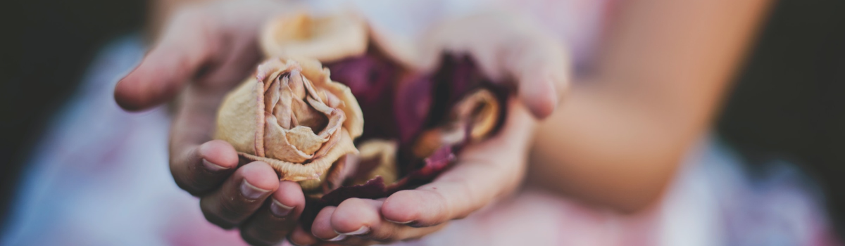 Cuando nace una rosa